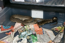 Large Male Rinkhals